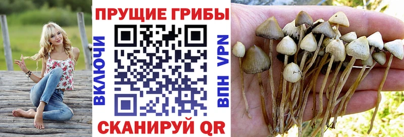 где можно купить   Бежецк  Псилоцибиновые грибы Magic Shrooms 